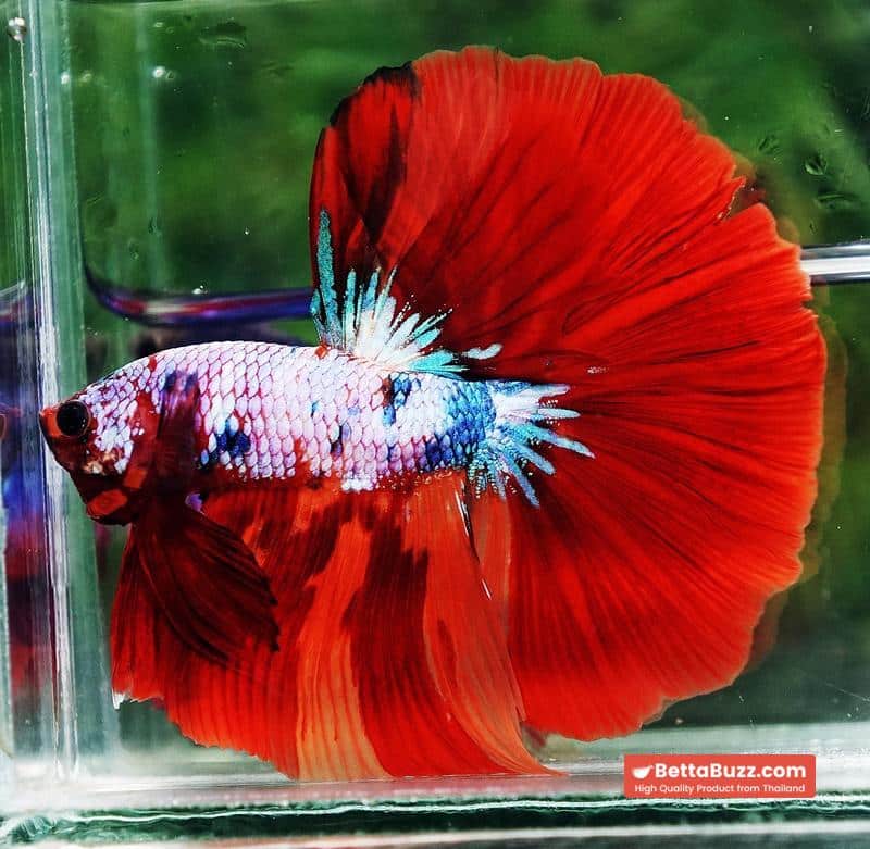 Betta fish OHM Fancy fier Multicolor - Image 5