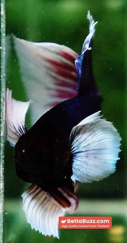 Betta fish HM Purple & Violet Dumbo - Image 7