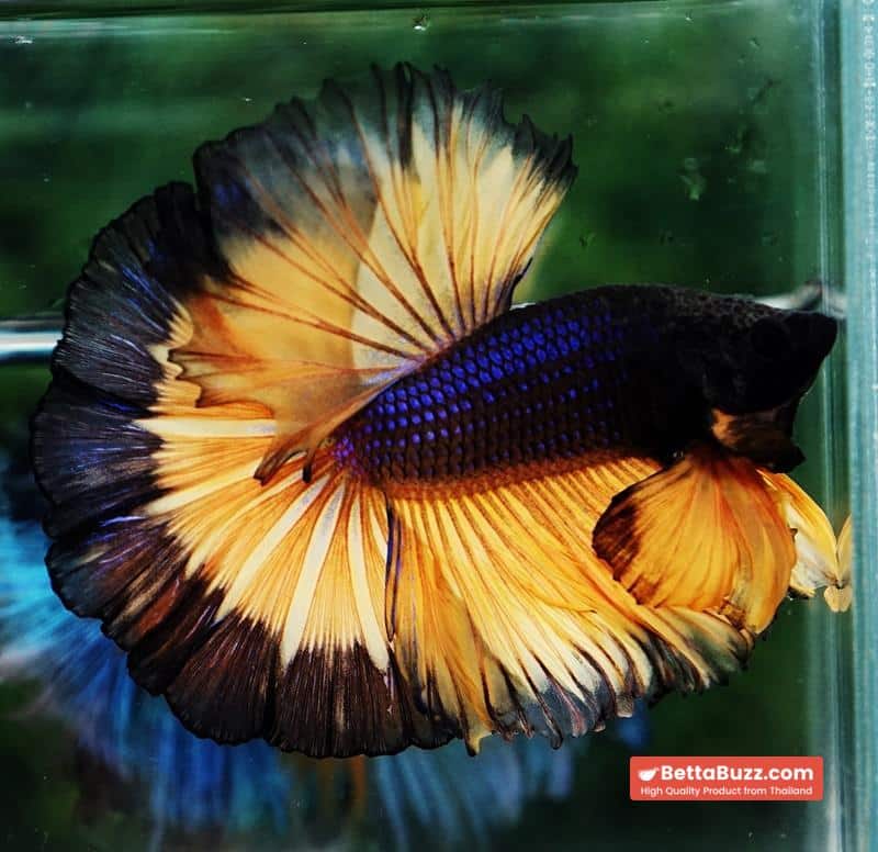 Betta fish OHM Halloween Pumpkins Black Ring Sky Hawk - Image 3