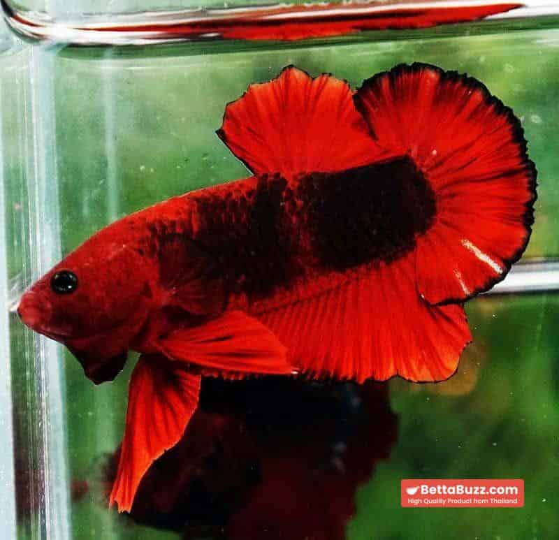 Betta fish OHMPK Hell Boy Black Ring - Image 4