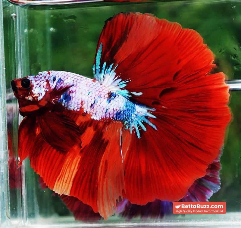 Betta fish OHM Fancy fier Multicolor - Image 3