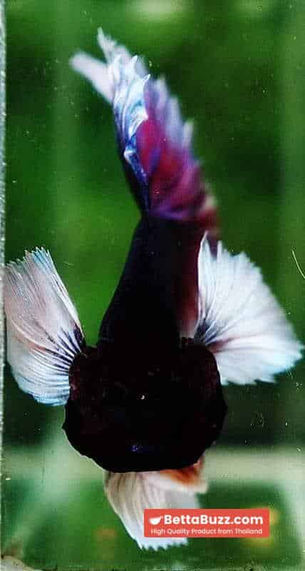Betta fish HM Purple & Violet Dumbo - Image 8