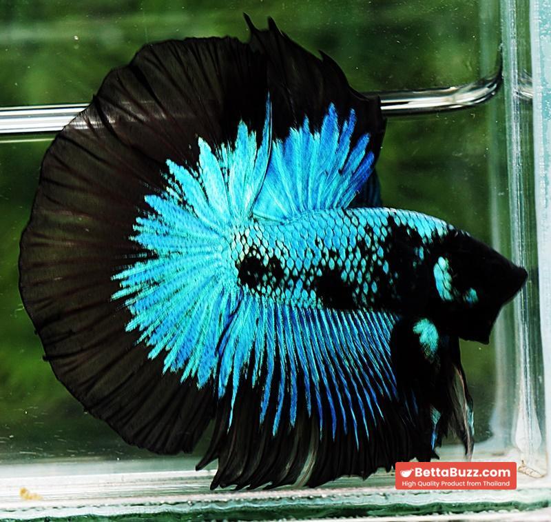 Betta fish HM King Blue Black Star Avatar Black Ring (Rare) - Image 3