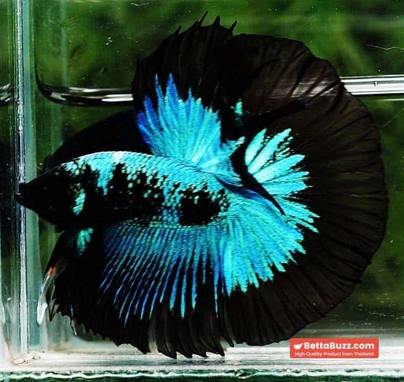 Betta fish HM King Blue Black Star Avatar Black Ring (Rare) - Image 2
