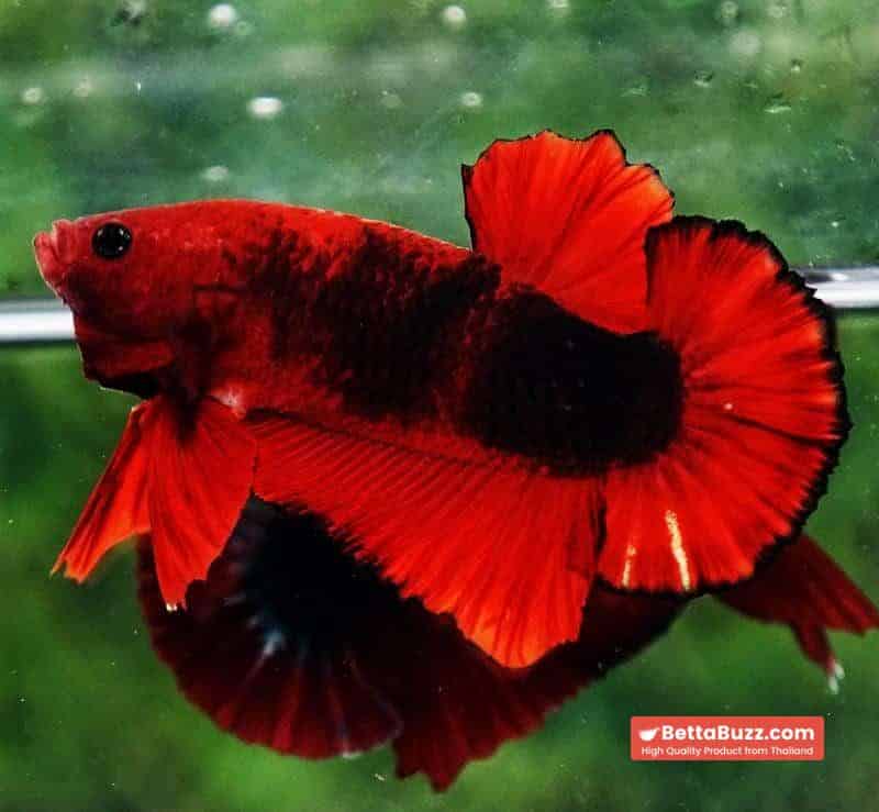 Betta fish OHMPK Hell Boy Black Ring - Image 2