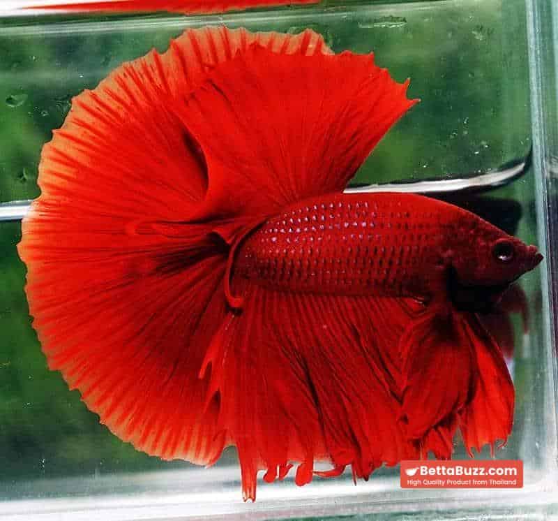 Betta fish OHM Super Red Devil - Image 5