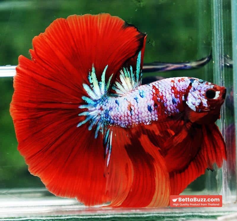 Betta fish OHM Fancy fier Multicolor - Image 6
