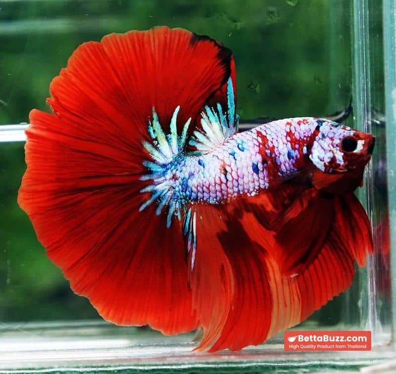 Betta fish OHM Fancy fier Multicolor - Image 2