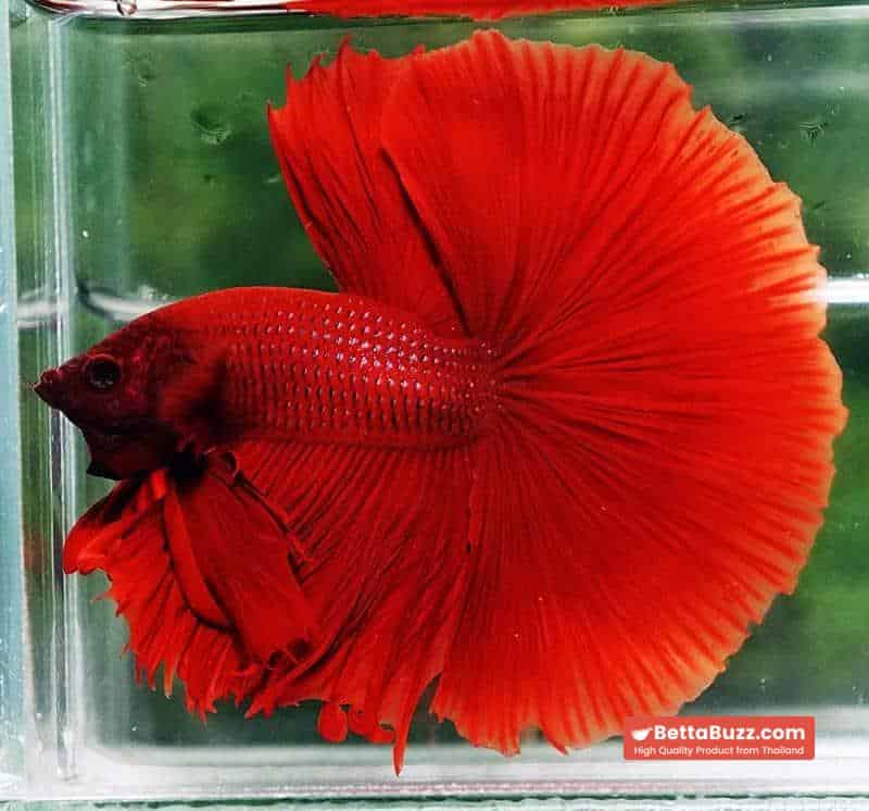 Betta fish OHM Super Red Devil - Image 4