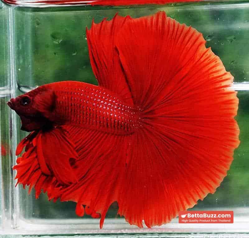 Betta fish OHM Super Red Devil - Image 2