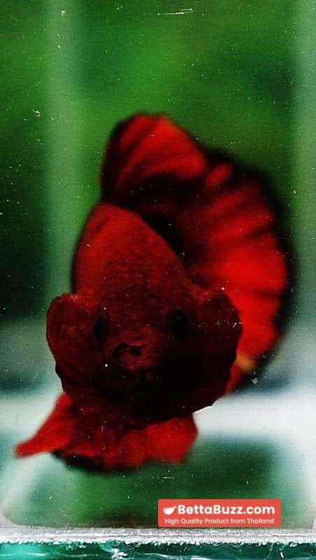 Betta fish OHMPK Hell Boy Black Ring - Image 6