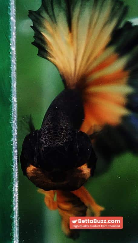 Betta fish OHM Halloween Pumpkins Black Ring Sky Hawk - Image 7