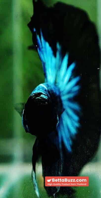 Betta fish HM King Blue Black Star Avatar Black Ring (Rare) - Image 8