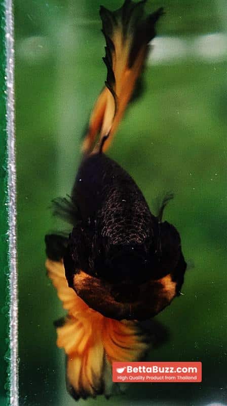 Betta fish OHM Halloween Pumpkins Black Ring Sky Hawk - Image 8