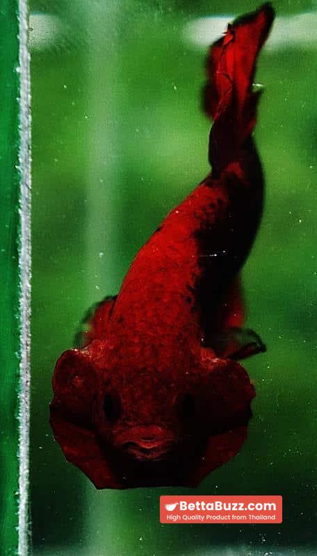 Betta fish OHMPK Hell Boy Black Ring - Image 7