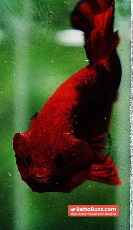 Betta fish OHMPK Hell Boy Black Ring - Image 8