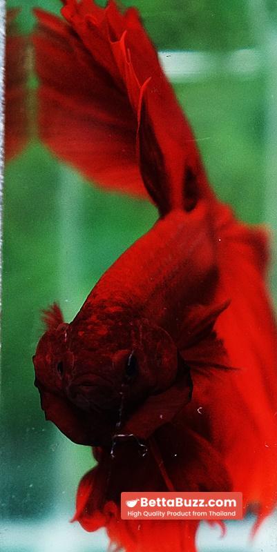 Betta fish OHM Super Red Devil - Image 6