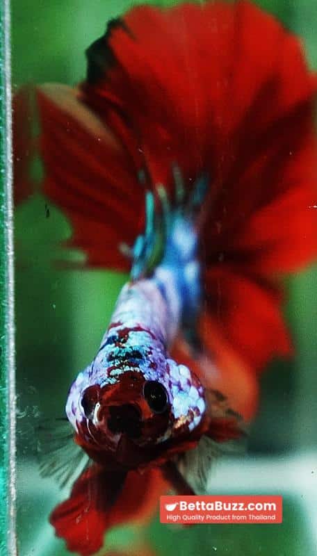 Betta fish OHM Fancy fier Multicolor - Image 7