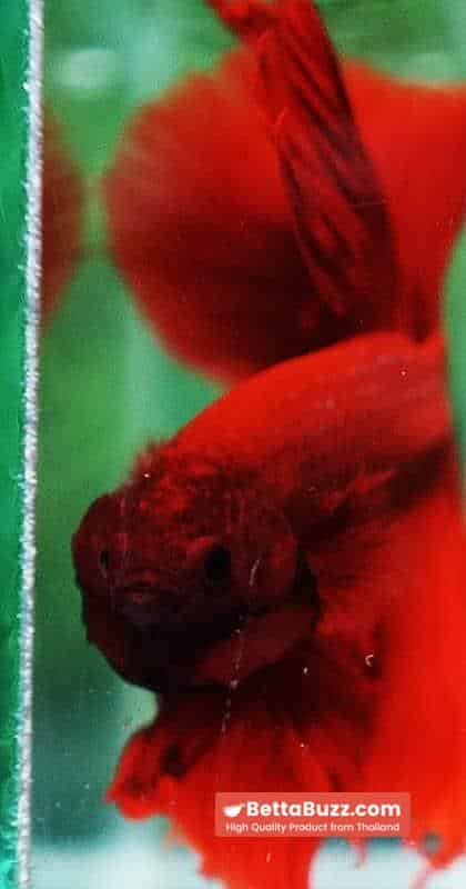 Betta fish OHM Super Red Devil - Image 7