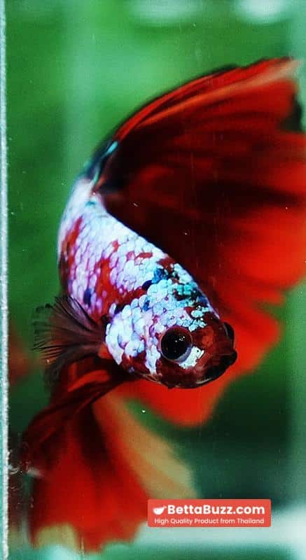 Betta fish OHM Fancy fier Multicolor - Image 8