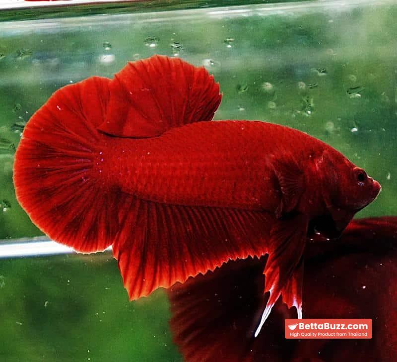 Betta fish HMPK Perfect Deep Super Red - Image 3