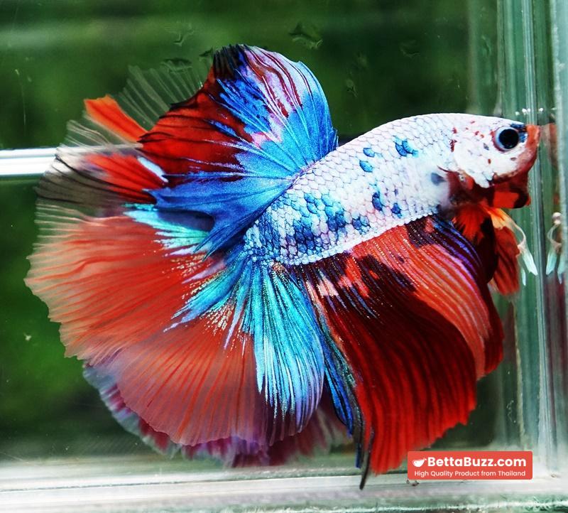 Betta fish OHM Multicolor Candy Rainbow - Image 3