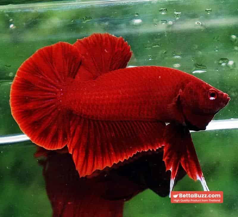 Betta fish HMPK Perfect Deep Super Red - Image 5