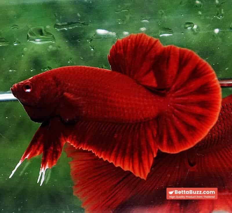 Betta fish HMPK Perfect Deep Super Red - Image 4