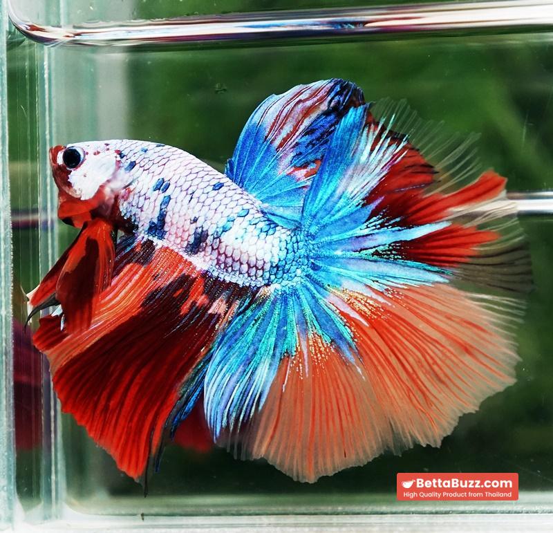 Betta fish OHM Multicolor Candy Rainbow - Image 2