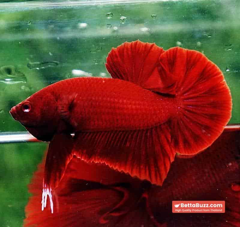 Betta fish HMPK Perfect Deep Super Red - Image 2