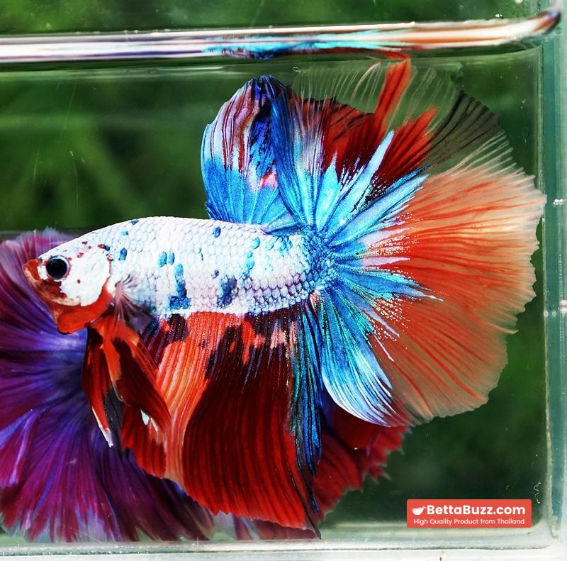 Betta fish OHM Multicolor Candy Rainbow - Image 7