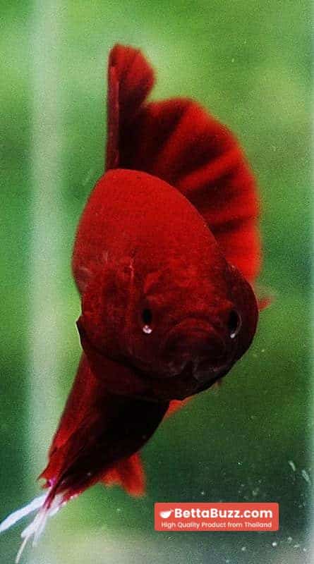 Betta fish HMPK Perfect Deep Super Red - Image 6