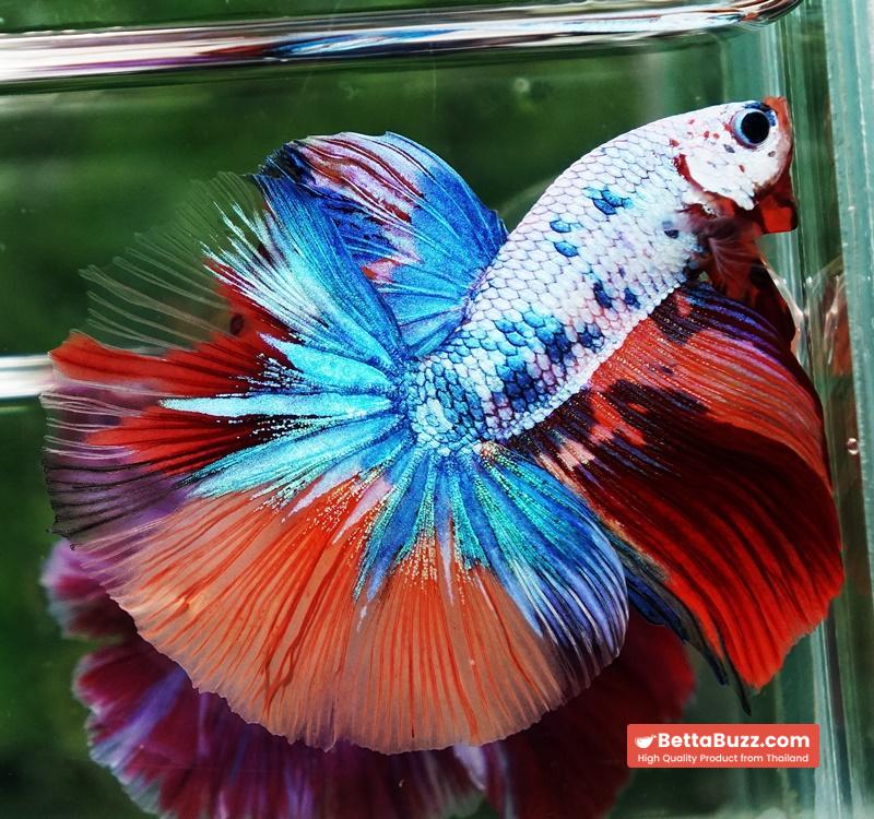 Betta fish OHM Multicolor Candy Rainbow - Image 5