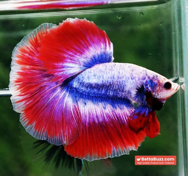 Betta fish HM Mascot Thailand Flag - Image 3