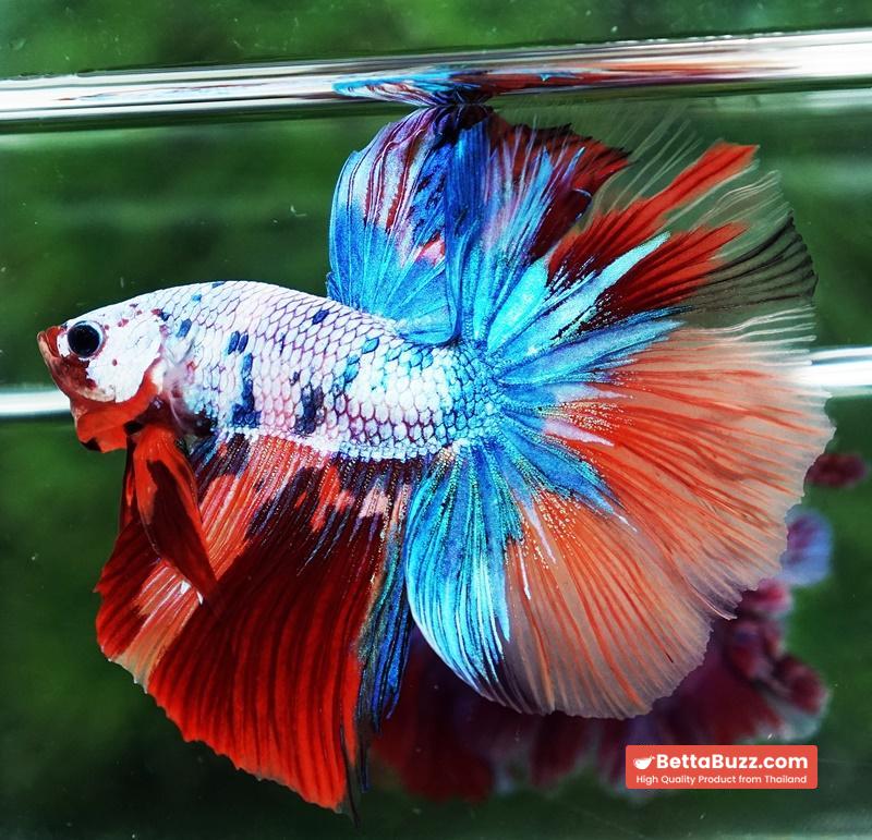 Betta fish OHM Multicolor Candy Rainbow - Image 6