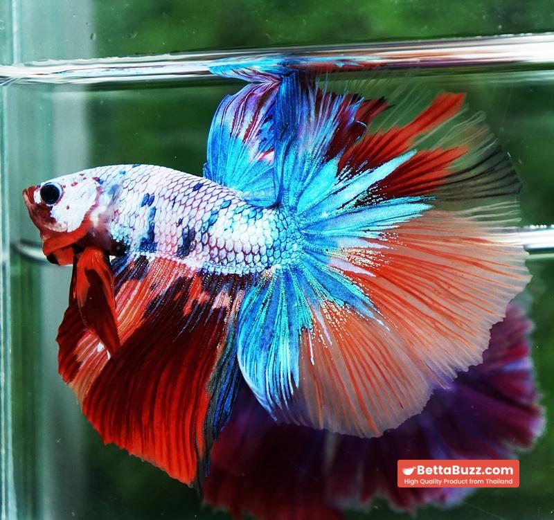 Betta fish OHM Multicolor Candy Rainbow - Image 4