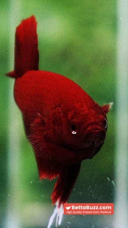 Betta fish HMPK Perfect Deep Super Red - Image 7