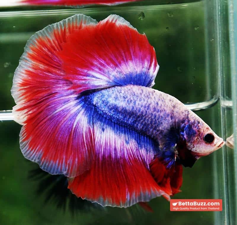 Betta fish HM Mascot Thailand Flag - Image 5