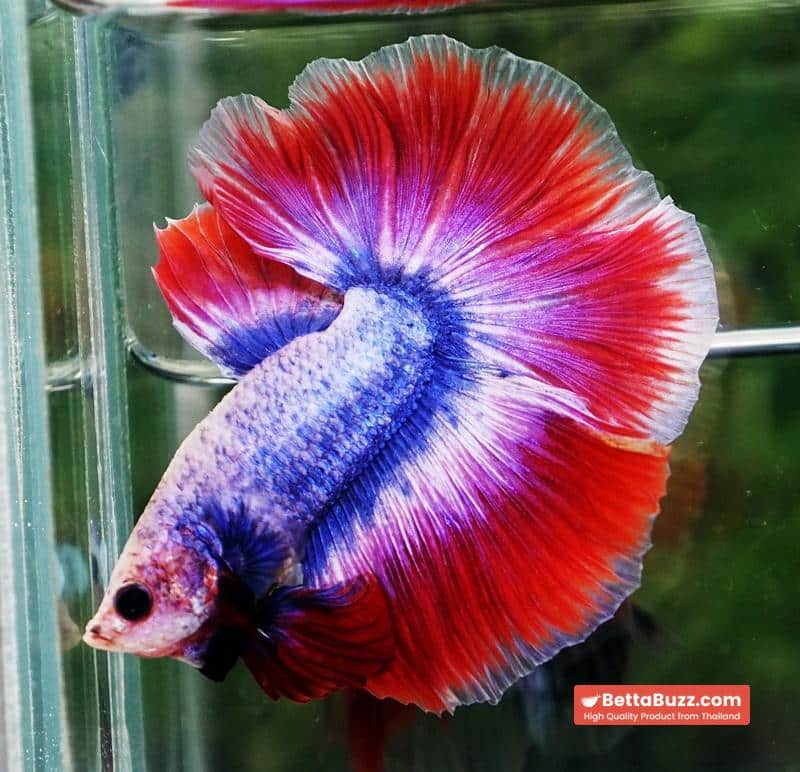 Betta fish HM Mascot Thailand Flag - Image 6
