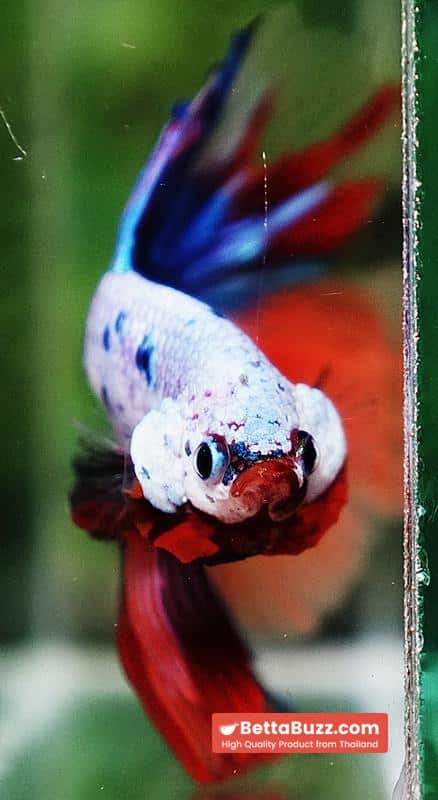 Betta fish OHM Multicolor Candy Rainbow - Image 8