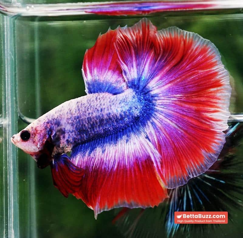 Betta fish HM Mascot Thailand Flag - Image 2