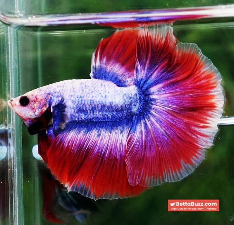 Betta fish HM Mascot Thailand Flag - Image 4