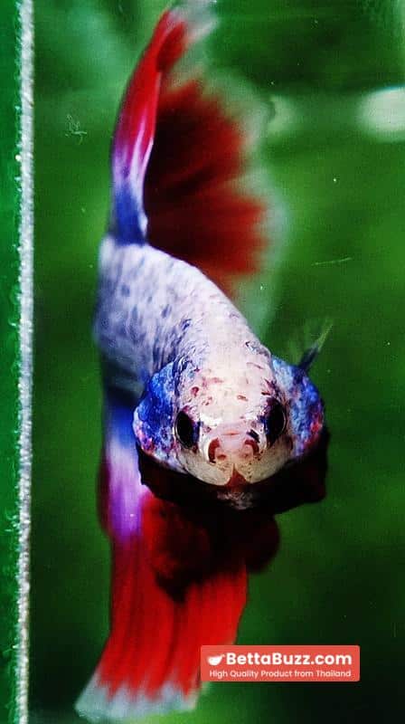 Betta fish HM Mascot Thailand Flag - Image 7