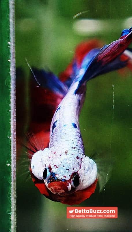 Betta fish OHM Multicolor Candy Rainbow - Image 9