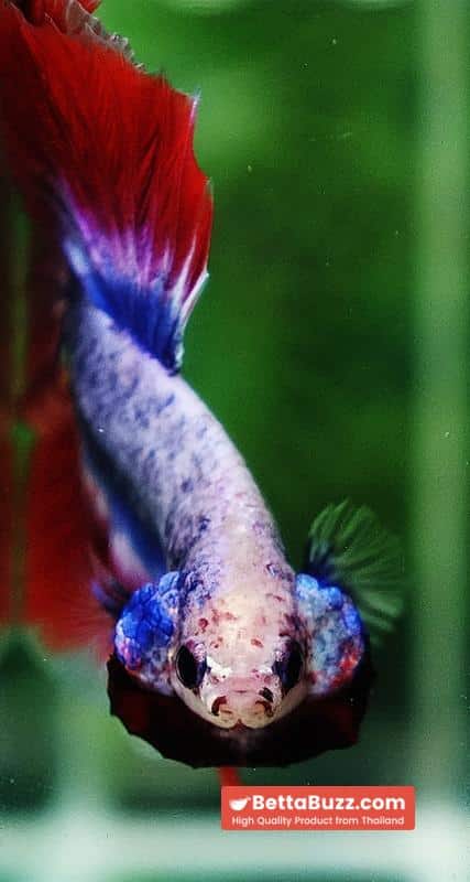 Betta fish HM Mascot Thailand Flag - Image 8