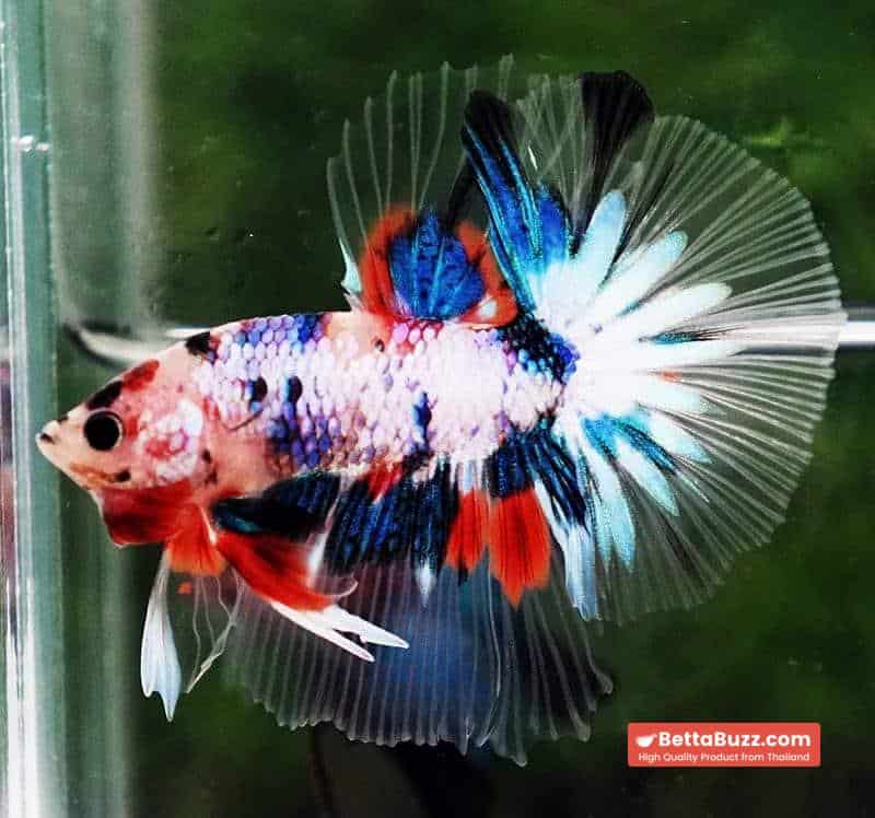 Betta fish OHM Emerald Koi Star tail - Image 6