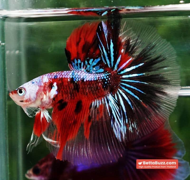 Betta fish OHM Samurai Tiger Halloween - Image 4