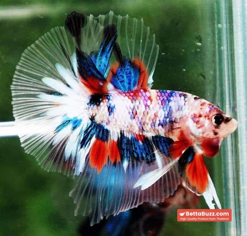 Betta fish OHM Emerald Koi Star tail - Image 3