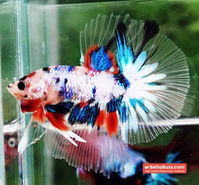 Betta fish OHM Emerald Koi Star tail - Image 2