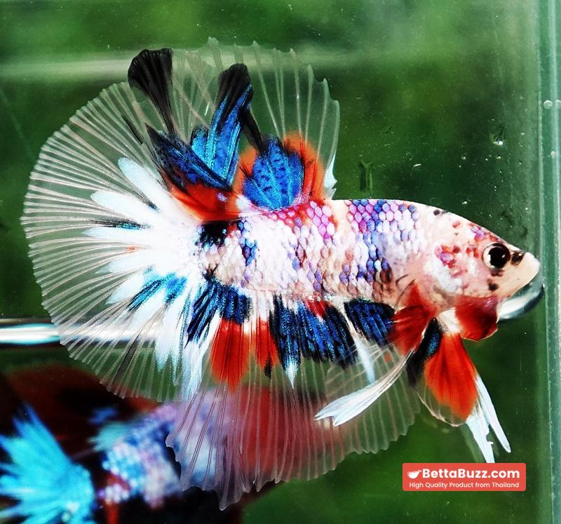 Betta fish OHM Emerald Koi Star tail - Image 5